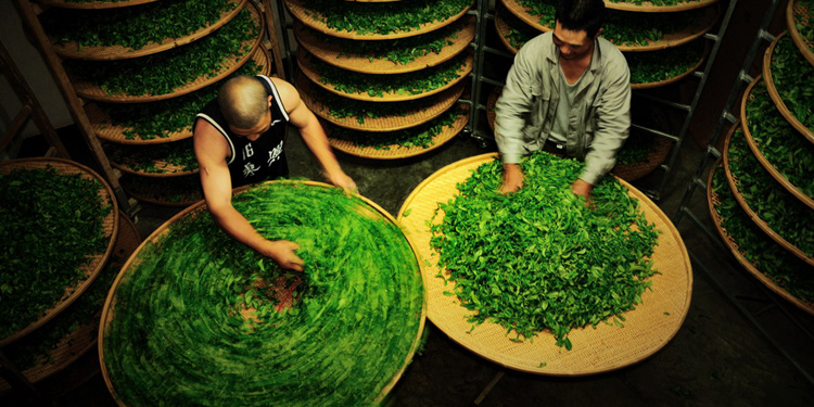 如何分辨新茶陳茶 新茶色澤澄綠湯色澄明