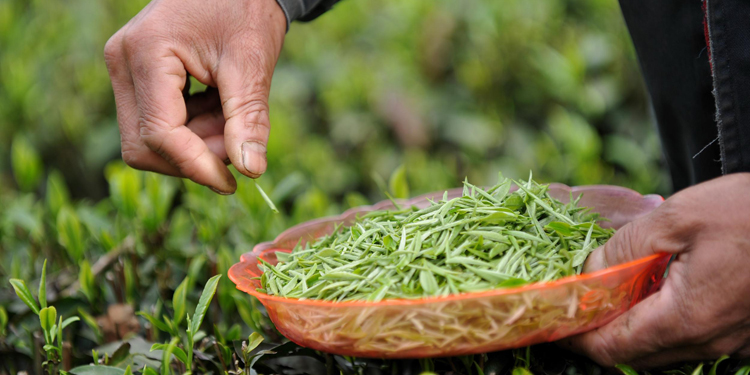 如何分辨新茶陳茶 新茶色澤澄綠湯色澄明