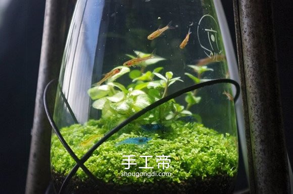 用煤油燈做魚缸的方法 手工DIY煤油燈水族箱 -  www.shougongdi.com