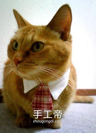 用舊襯衫改造寵物領子 讓貓咪變得很紳士！ -  www.shougongdi.com