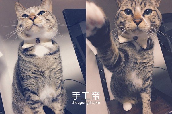 用舊襯衫改造寵物領子 讓貓咪變得很紳士！ -  www.shougongdi.com