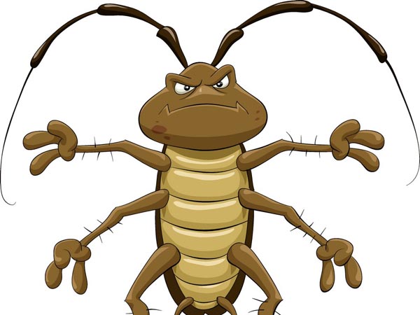驅蟑螂的11種方法