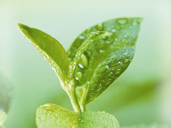 茶水有什麼用處？茶水煮飯起防止癌症的作用