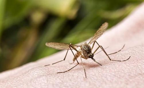 教你在夏季預防蚊蟲叮咬的方法