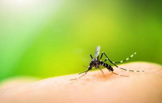夏季防蚊蟲叮咬的知識