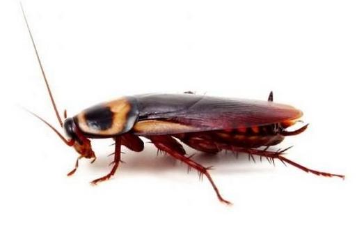 蟑螂最怕什麼？怎麼滅蟑螂？