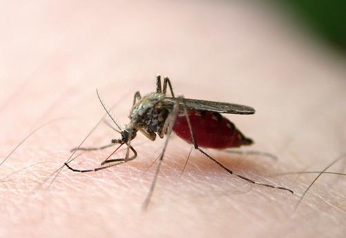 什麼血型最招蚊子？蚊子喜歡叮咬什麼血型的人