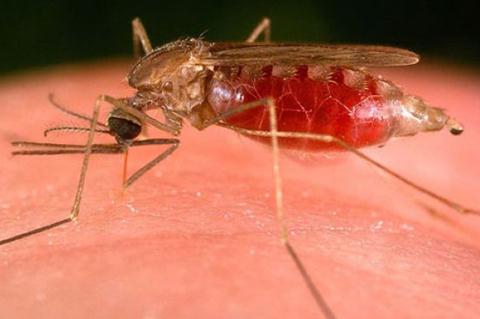 如何預防蚊蟲叮咬？蚊蟲叮咬快速止癢方法