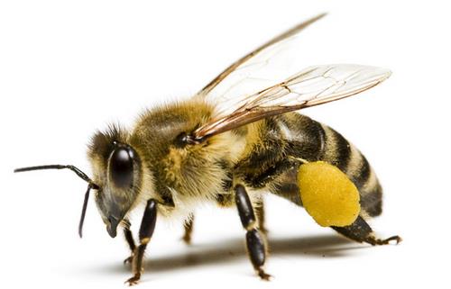 被蜜蜂蟄哪比較疼？