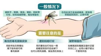 被毒蚊子咬了怎麼辦？蚊子咬了怎麼消腫止癢