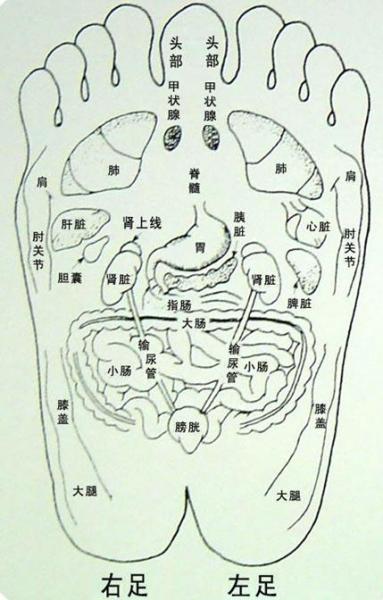 人體腳步穴位示意圖