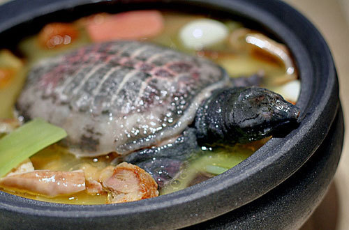 百合甲魚湯