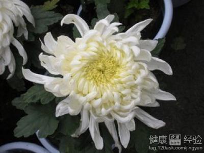 杭菊和杭白菊是同一種菊花嗎