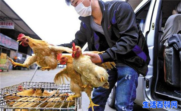 H7N9不敢吃雞肉？教你4招吃起來安全放心！