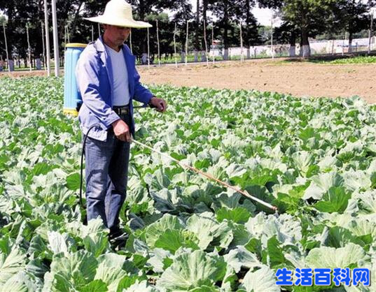 長得越丑的蔬菜水果更安全更好吃嗎？