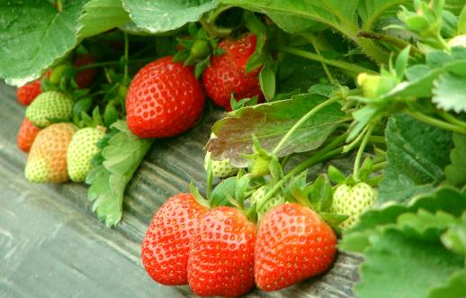 草莓農藥殘留超標如何吃草莓？