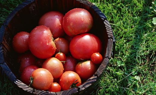 吃西紅柿的5個禁忌你都了解麼？