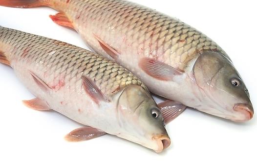 魚怎麼吃 吃10種魚的注意事項
