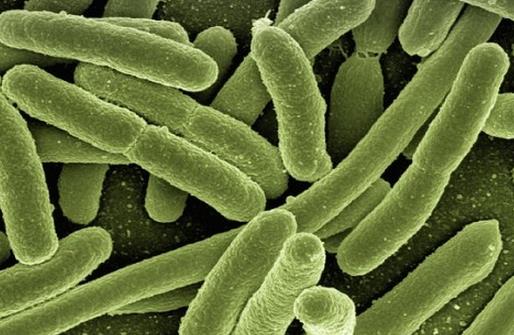 經常“潛伏”於食物中的細菌有哪些？如何預防？