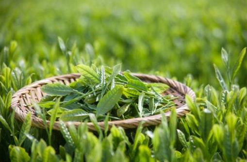長期飲用綠茶易患腳氣 了解綠茶的四個副作用