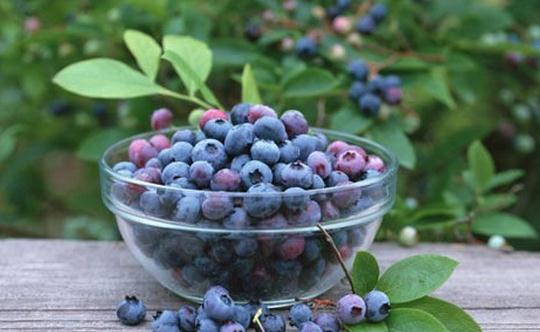 大腦最佳抗老食物是藍莓-最佳養生食物排名