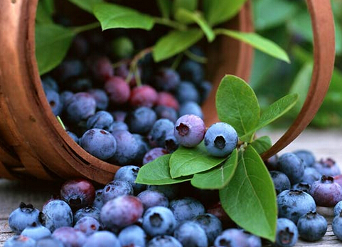 吃點藍莓可以消脂除油-吃藍莓的好處