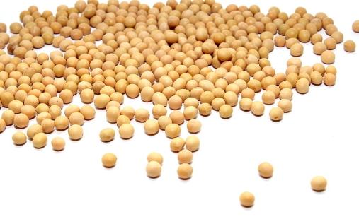 關於大豆營養的問答