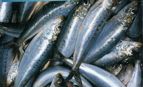 沙丁魚的飲食禁忌有哪些