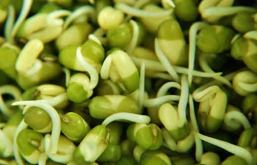 綠豆芽的食用禁忌及選購技巧