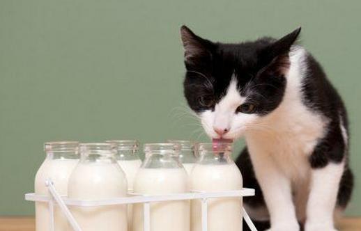 牛奶四種錯搭 惹健康威脅