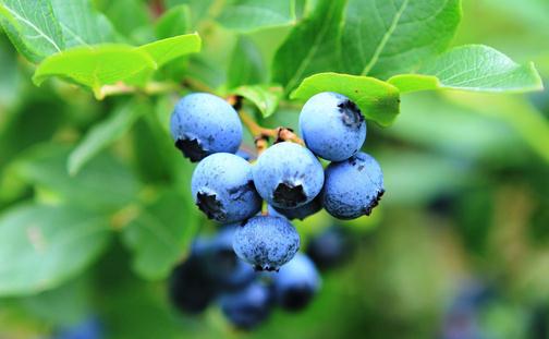 藍莓的神奇功效 藍莓果醬的做法