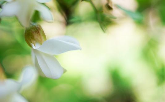 谷雨時節吃槐花 槐花的吃法