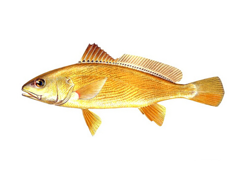 黃姑魚的營養價值-黃姑魚的做法