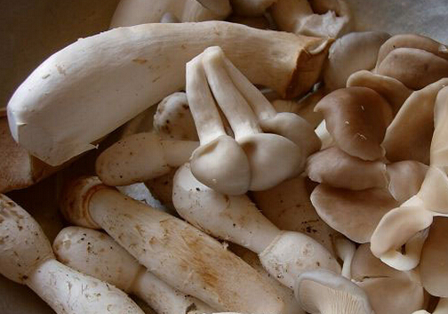 秀珍菇的做法-秀珍菇的營養價值