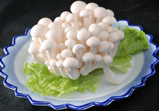 白玉菇的做法-白玉菇的營養價值