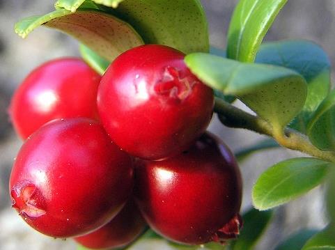蔓越莓怎麼吃？吃蔓越莓的食用禁忌