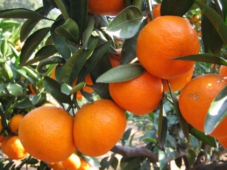 橘子怎麼做好吃？橘子的做法大全