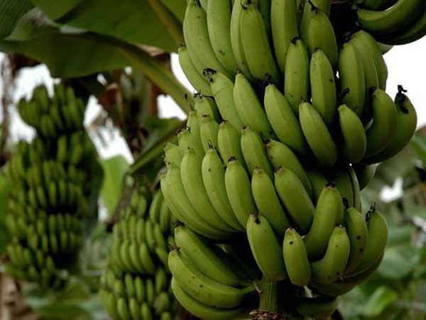 吃生香蕉易導致便秘嗎？