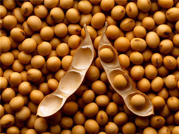 吃點大豆有助於預防和控制高血壓
