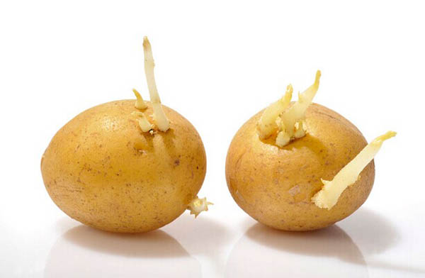 發芽土豆還能吃嗎
