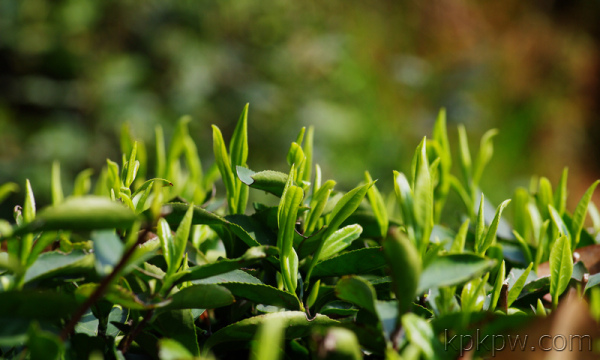 你知道春天怎麼喝茶嗎？