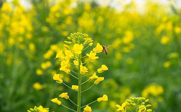 菜花炒脆些抗癌效果更明顯