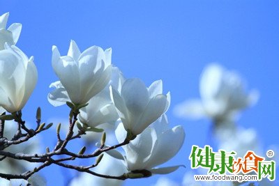 春天吃什麼好？早春二月宜食玉蘭花