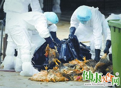 H7N9禽流感防治常識：流感活躍期避免接觸病死禽類