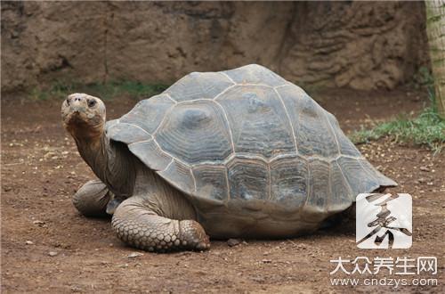 甲魚死了還能吃嗎