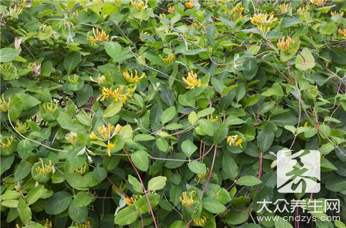 喝茶養生 切記花茶混搭別超三種(2)