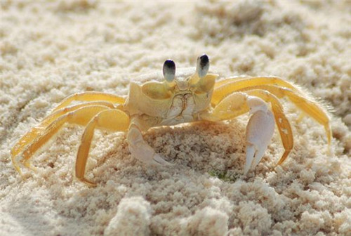 哺乳期能吃螃蟹嗎 哺乳期不能吃什麼