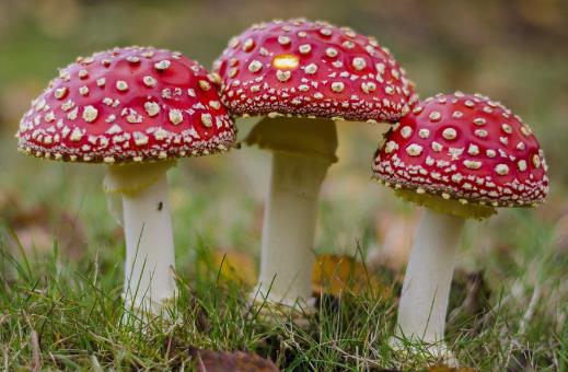 如何鑒別有毒蘑菇？怎樣識別有毒蘑菇
