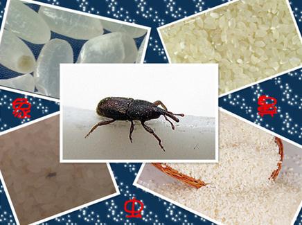 大米生蟲子了怎麼辦？如何防止大米生蟲子