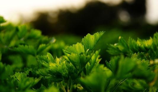 芹菜養生食譜：雞絲拌芹菜的做法